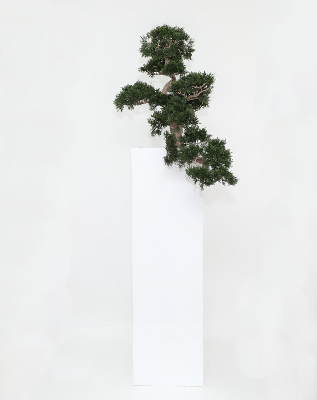 Bonsaï · Édition Anjou