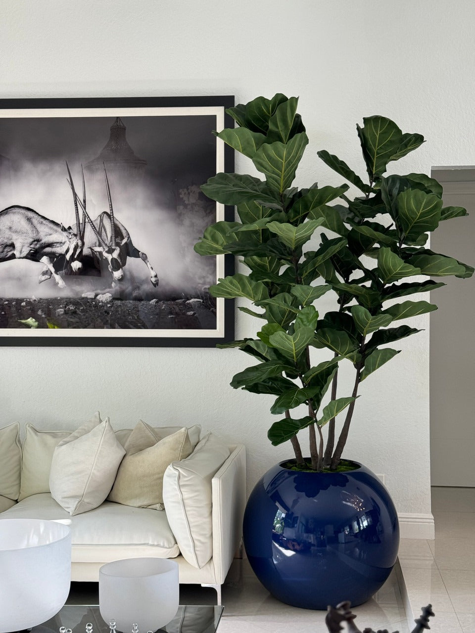 Figuier Lyre — Collection Biarritz, bleu