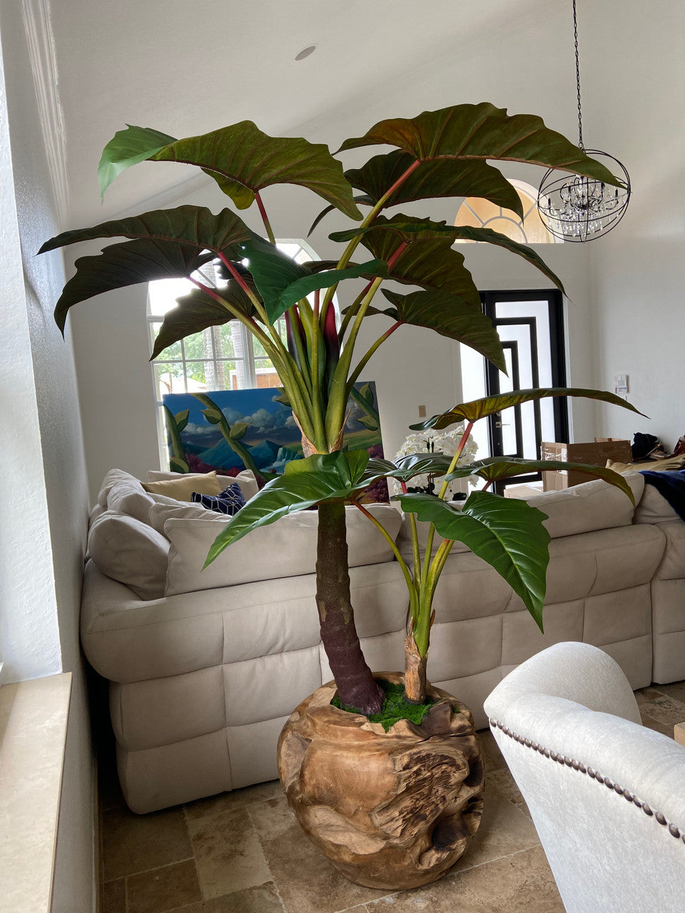 Plante Tropicale XXL — Collection Aquitaine