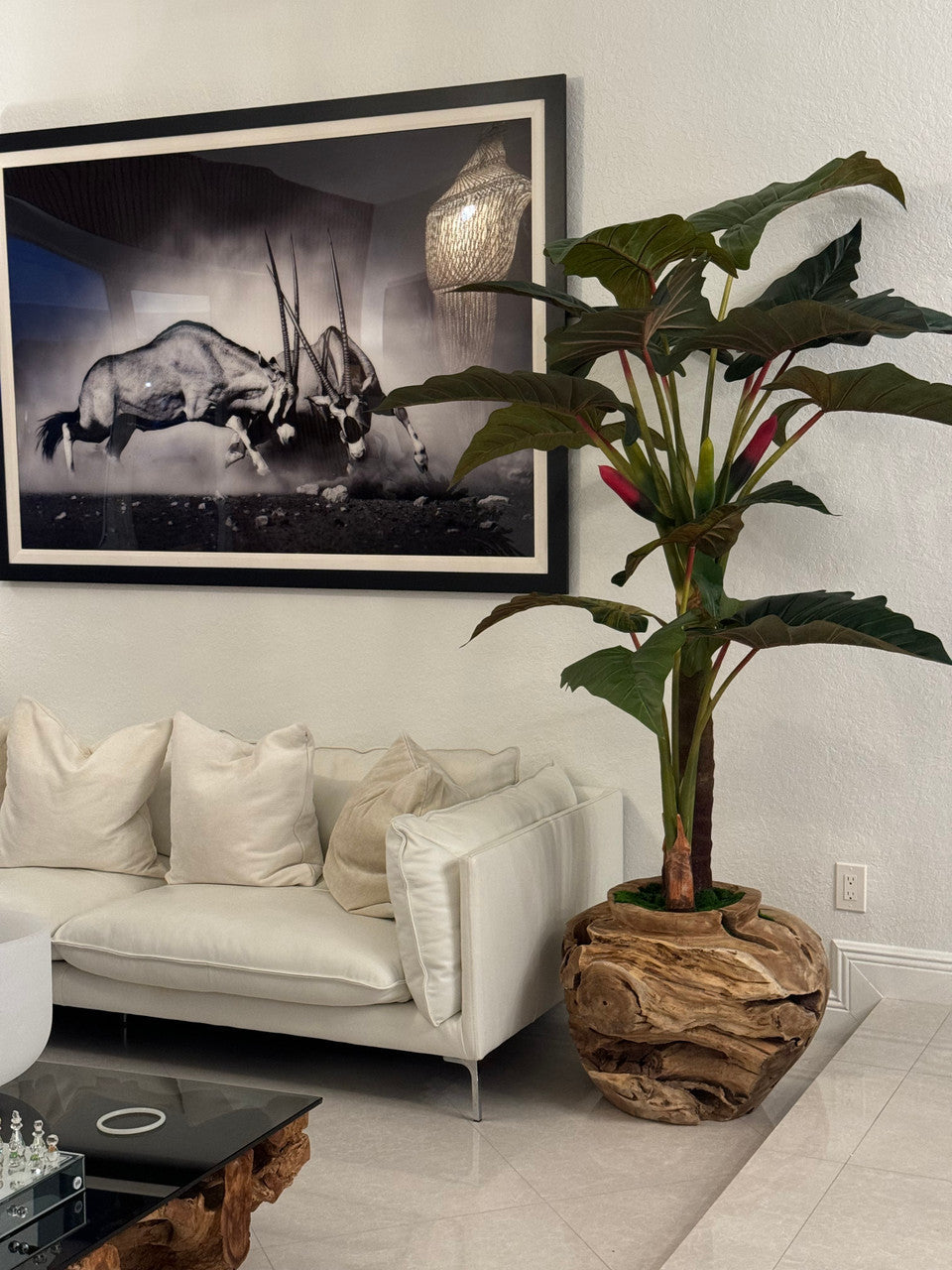 Plante Tropicale XXL — Collection Aquitaine