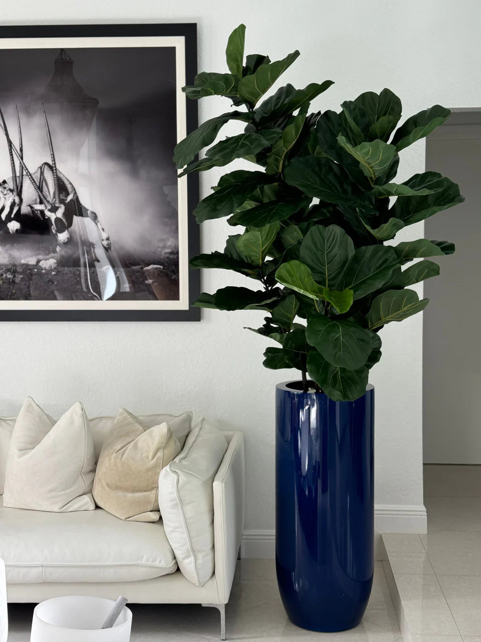 Figuier Lyre | Signature Riviera, bleu brillant