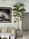 Ficus Lady· Édition Loire