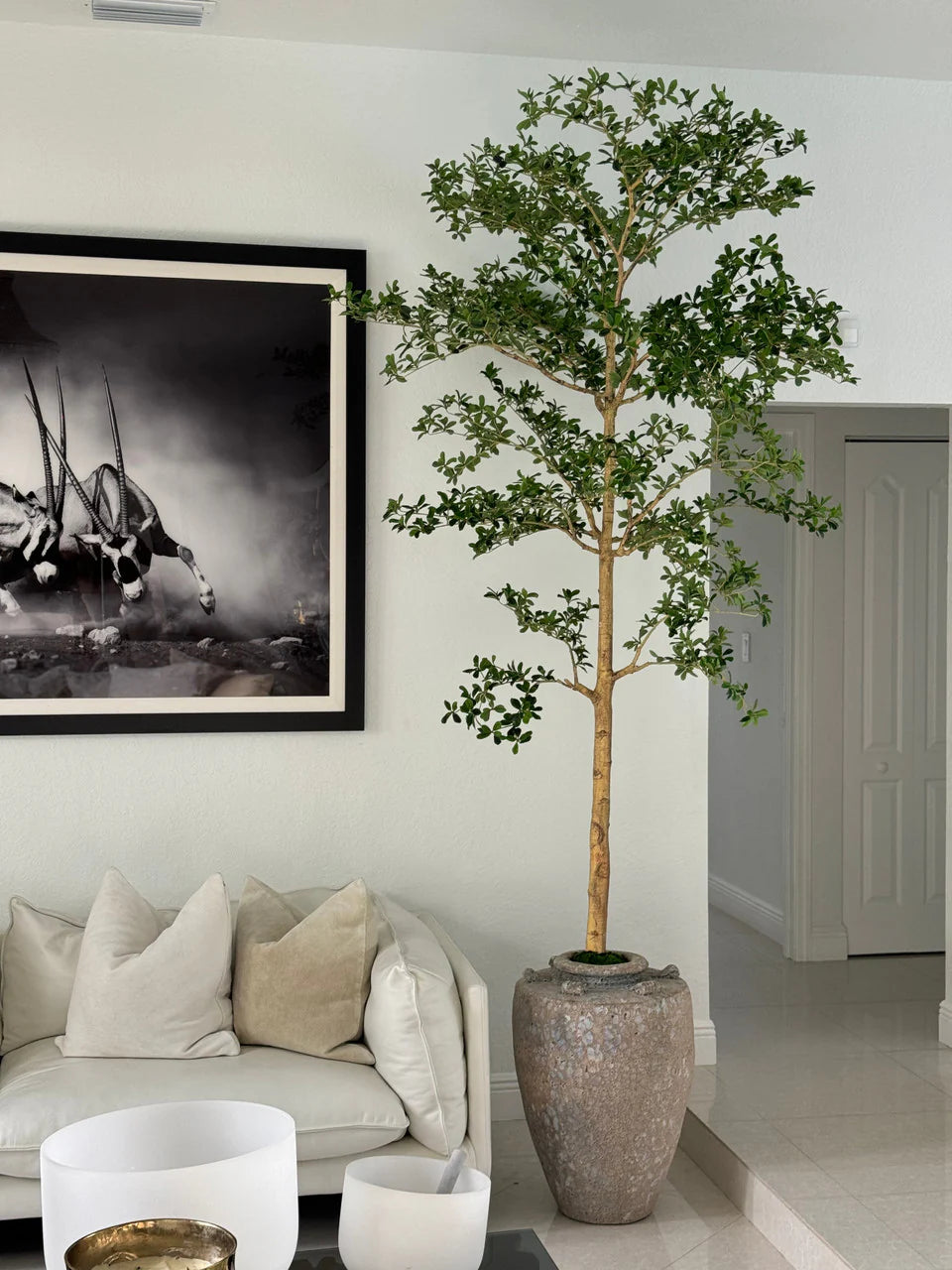 Ficus Lady· Édition Loire