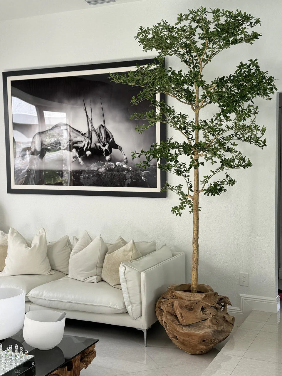 Ficus Lady | Signature Bretagne, teck